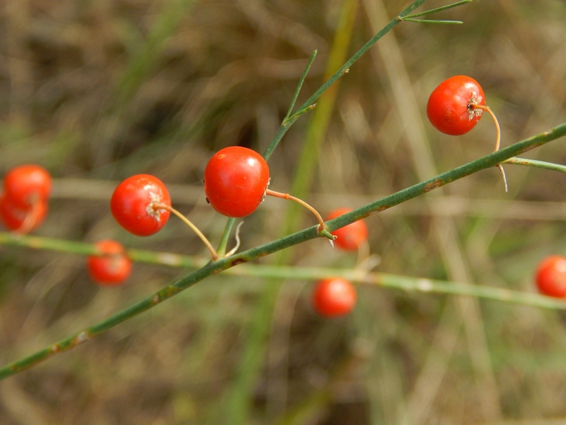 Asparagus officinalis